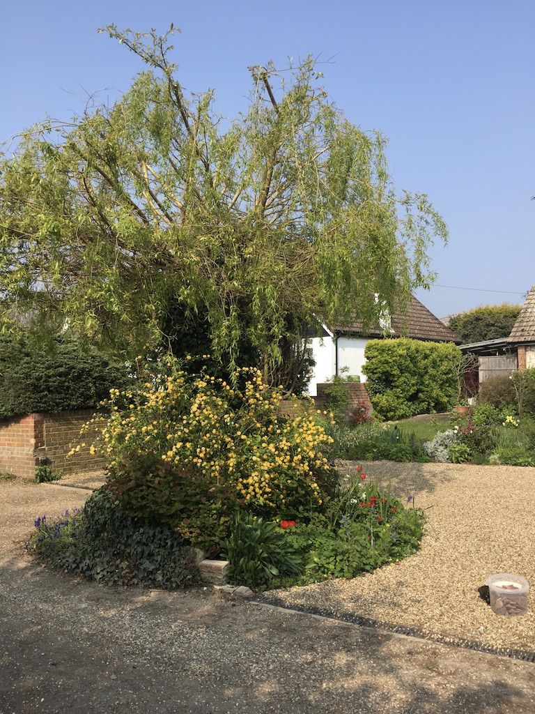 This image shows a front garden with small yellow flowers. Just underneath the yellow flowers we can see a few red tulips. The flowers are arranged in a circular space with lots of greenery beneath them. Above the flowers is a willow tree. In the background is a white bungalow with a red tiled roof, though it is mostly obscured from view by the willow tree.