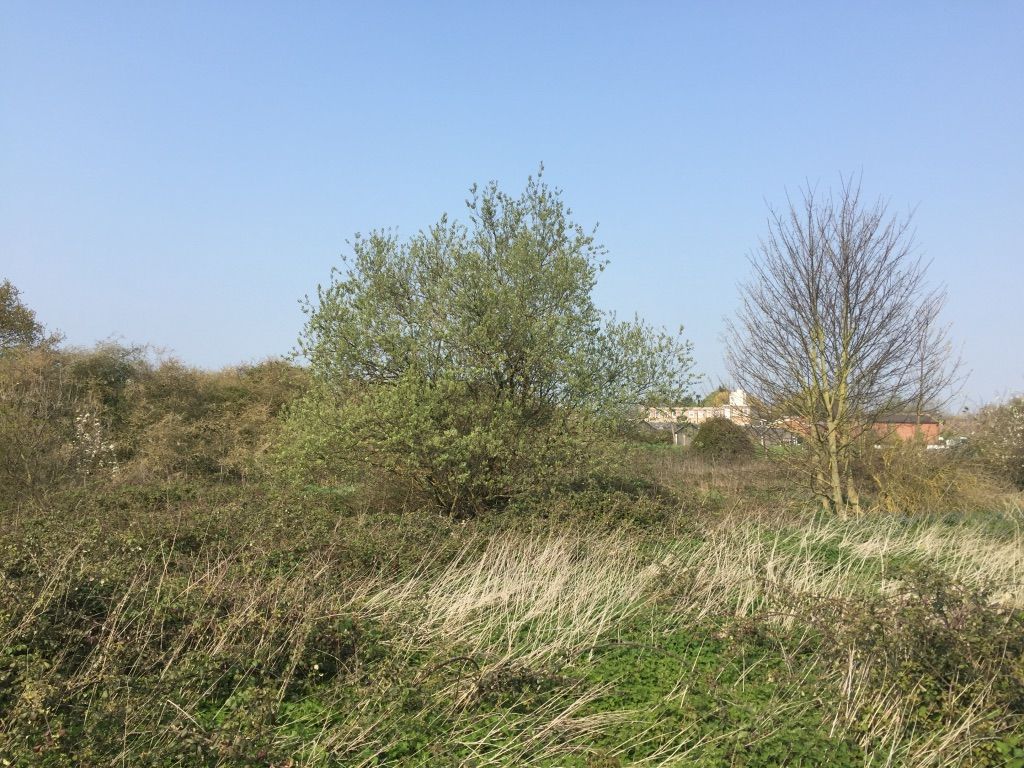A green tree is just off center in this image. It is surrounded by long grasses and smaller bushes in varying shades if green and brown. The area is dense and overgrown. In the background there are some distant buildings. The sky is clear and blue.